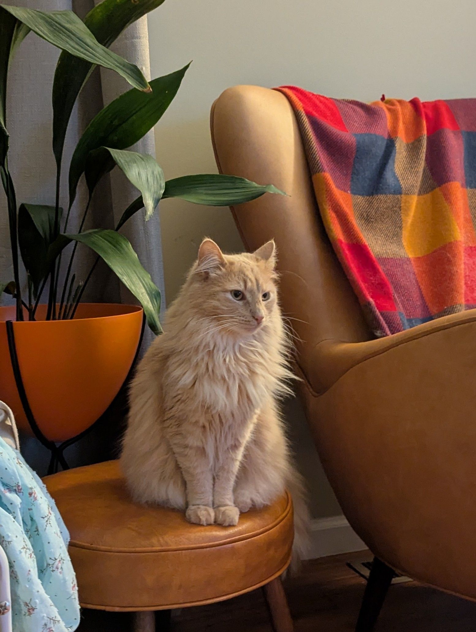 cat on foot stool